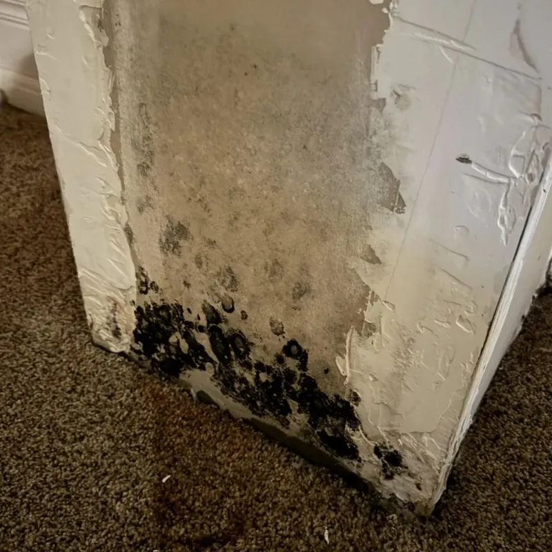 Professional Mold Removal in Takoma Park, MD